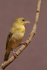 Female Southern Masked-weaver; Ploceus velatus