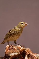 Female Southern Red Bishop perched on rock; Euplectes orix