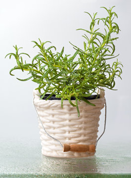 Rosemary herb in a bucket vase