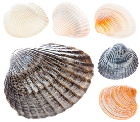 Sea Cockleshell Isolated On White Background Set Collage Collect