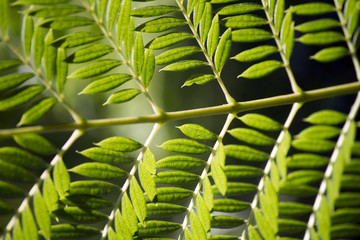Close macro view of a Bipinnate leaflets type of tree leaf.