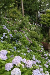アジサイ_長谷寺