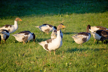 A flock of geese on green meadow