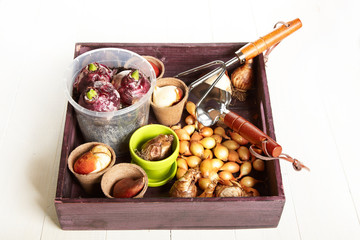 bulbs ready to plant