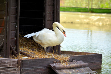 pato en una cabaña de madera