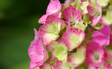 The white and pink .hydrangea macro shot