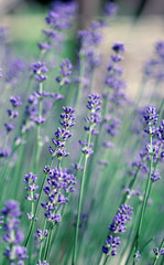 Fototapeta premium The big amount of lavender flowers in the field