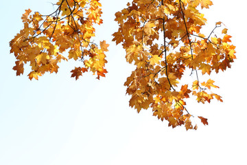 Beautiful autumn leaves