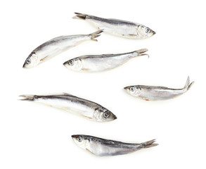 Fresh fish isolated on white