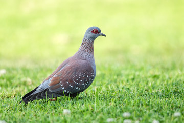 Guineataube (Columba guinea)