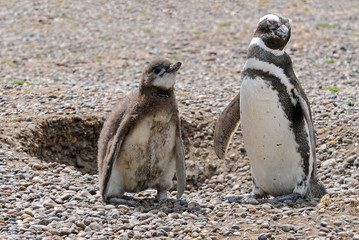 Magellan Pinguin