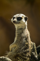 small meerkat or suricate (Suricata suricatta) 