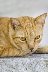 Close up view of a yellow domestic cat resting on a wall.