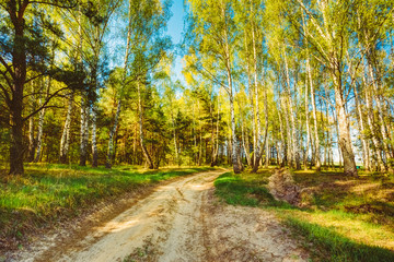 Sunlight Sunset Sunrise Woods In Forest