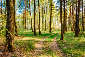 Sunlight Sunset Sunrise Woods In Forest