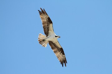 Osprey (pandion haliaetus)