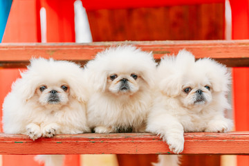 Three White Puppies Pekingese Pekinese Peke Whelps Puppy Dog