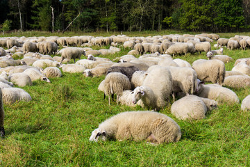 Herd of sheep. sheep grazes on a green field