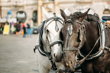 Two Horses Are Harnessed To Cart For Driving Tourists In Prague