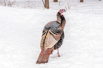 Wild Turkey © brm1949