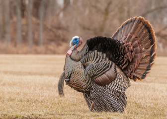 Wild Turkey (Meleagris gallopavo) © brm1949