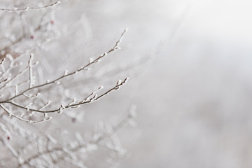 branch with hoarfrost