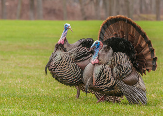 Wild Turkey © brm1949