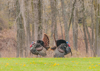 Wild Turkey