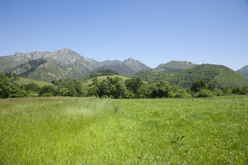 Fototapeta na wymiar meadow and green mountains