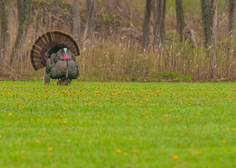Wild Turkey (Meleagris gallopavo)