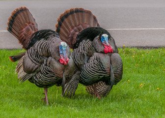 Wild Turkey (Meleagris gallopavo)