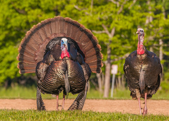 Wild Turkey (Meleagris gallopavo) © brm1949