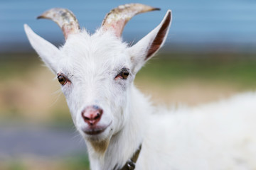 Obraz premium Goat