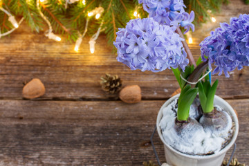 winter hyacinth
