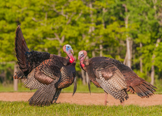 Wild Turkey (Meleagris gallopavo)