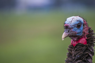 Wild Turkey Closeup