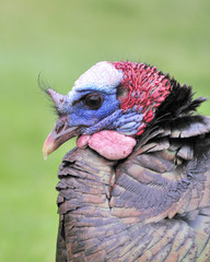 Wild Turkey