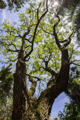 View of a very tall tree on a botanical garden.
