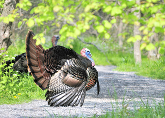 Wild Turkey (Meleagris gallopavo)
