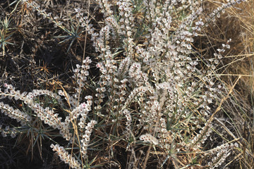 White flowers