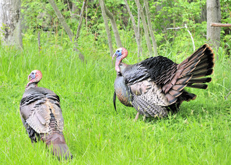 Wild Turkey (Meleagris gallopavo)