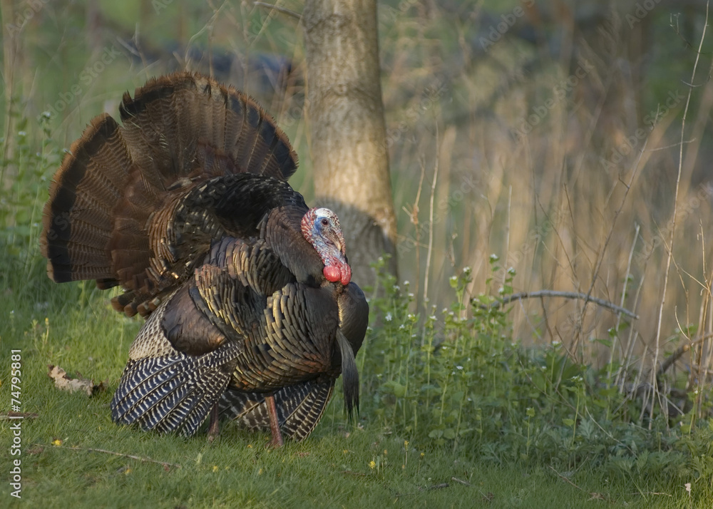 Wall mural Wild Turkey (Meleagris gallopavo)