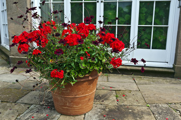 Fototapeta na wymiar Planter with red geraniums and chocolate cosmos flowers.