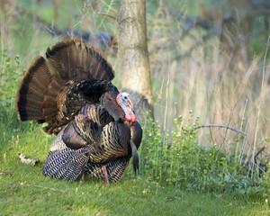 Wild Turkey