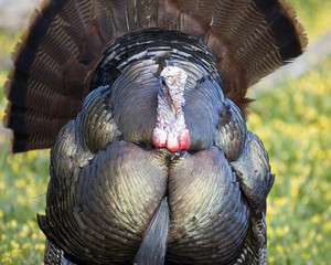 Wild Turkey