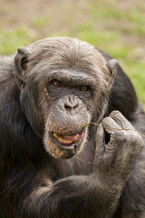 Chimpansee met stokje aan tanden.