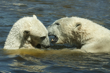 Fototapeta premium IJsberen stoeien in het water.