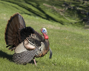 Wild Turkey
