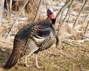 Wild Male Turkey