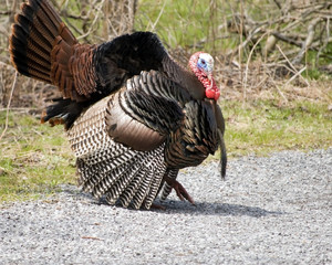 Wild Turkey Strutting